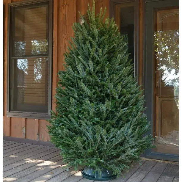 Real Christmas Trees Delivered 7 Foot Premium Fraser Fir Christmas Trees In The Mail