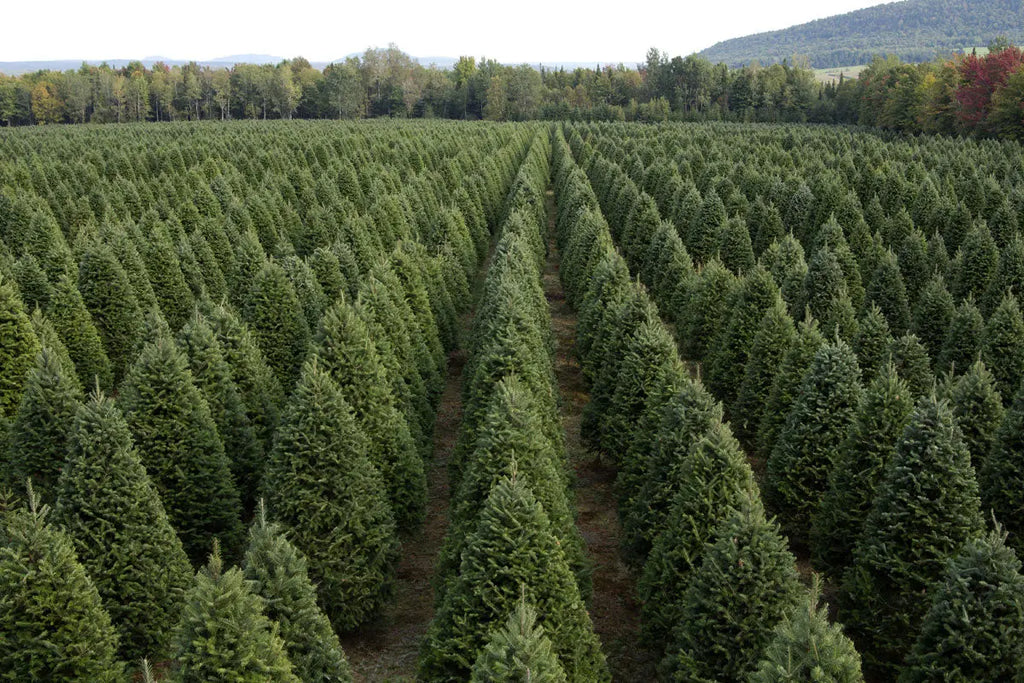 Real Christmas Trees Delivered 7 Foot Premium Fraser Fir Christmas Trees In The Mail