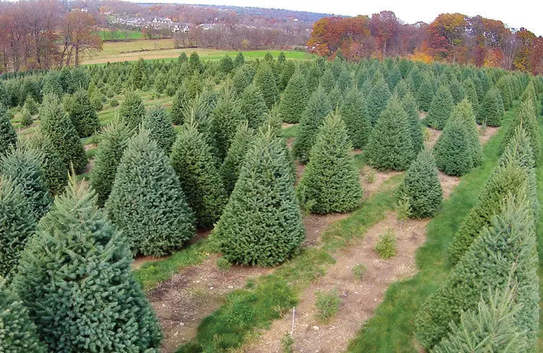 Real Christmas Trees Delivered 7 Foot Premium Fraser Fir Christmas Trees In The Mail